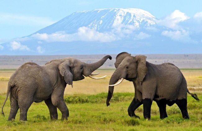 Kilimanjaro Lemosho